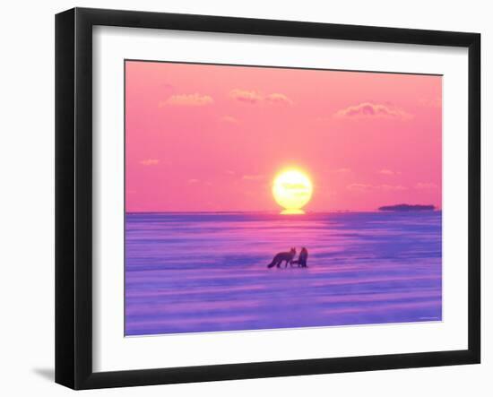 Pair of Fox in Winter Morning-null-Framed Photographic Print