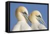 Pair of Gannets (Morus Bassanus) Mutual Preening, Bass Rock, Firth of Forth, Scotland, UK, June-Peter Cairns-Framed Stretched Canvas