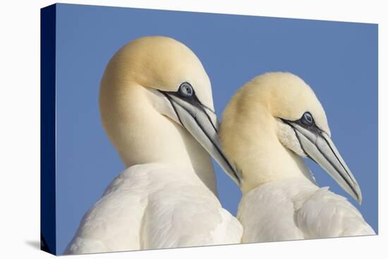 Pair of Gannets (Morus Bassanus) Mutual Preening, Bass Rock, Firth of Forth, Scotland, UK, June-Peter Cairns-Stretched Canvas