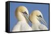 Pair of Gannets (Morus Bassanus) Mutual Preening, Bass Rock, Firth of Forth, Scotland, UK, June-Peter Cairns-Framed Stretched Canvas