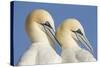 Pair of Gannets (Morus Bassanus) Mutual Preening, Bass Rock, Firth of Forth, Scotland, UK, June-Peter Cairns-Stretched Canvas