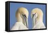 Pair of Gannets (Morus Bassanus) Mutual Preening, Bass Rock, Firth of Forth, Scotland, UK, June-Peter Cairns-Framed Stretched Canvas