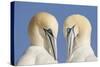 Pair of Gannets (Morus Bassanus) Mutual Preening, Bass Rock, Firth of Forth, Scotland, UK, June-Peter Cairns-Stretched Canvas