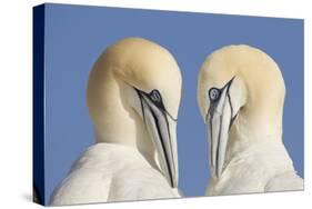 Pair of Gannets (Morus Bassanus) Mutual Preening, Bass Rock, Firth of Forth, Scotland, UK, June-Peter Cairns-Stretched Canvas