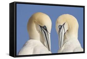 Pair of Gannets (Morus Bassanus) Mutual Preening, Bass Rock, Firth of Forth, Scotland, UK, June-Peter Cairns-Framed Stretched Canvas