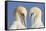 Pair of Gannets (Morus Bassanus) Mutual Preening, Bass Rock, Firth of Forth, Scotland, UK, June-Peter Cairns-Framed Stretched Canvas