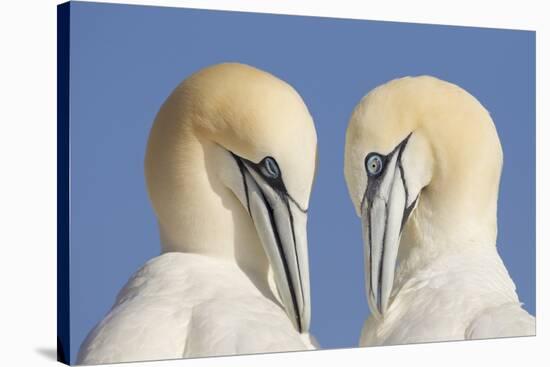 Pair of Gannets (Morus Bassanus) Mutual Preening, Bass Rock, Firth of Forth, Scotland, UK, June-Peter Cairns-Stretched Canvas