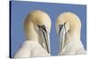 Pair of Gannets (Morus Bassanus) Mutual Preening, Bass Rock, Firth of Forth, Scotland, UK, June-Peter Cairns-Stretched Canvas