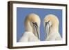 Pair of Gannets (Morus Bassanus) Mutual Preening, Bass Rock, Firth of Forth, Scotland, UK, June-Peter Cairns-Framed Photographic Print