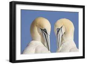 Pair of Gannets (Morus Bassanus) Mutual Preening, Bass Rock, Firth of Forth, Scotland, UK, June-Peter Cairns-Framed Photographic Print