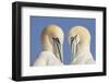 Pair of Gannets (Morus Bassanus) Mutual Preening, Bass Rock, Firth of Forth, Scotland, UK, June-Peter Cairns-Framed Photographic Print