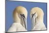 Pair of Gannets (Morus Bassanus) Mutual Preening, Bass Rock, Firth of Forth, Scotland, UK, June-Peter Cairns-Mounted Photographic Print