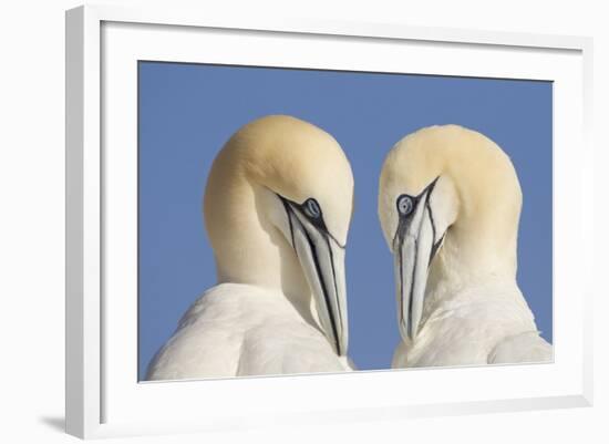 Pair of Gannets (Morus Bassanus) Mutual Preening, Bass Rock, Firth of Forth, Scotland, UK, June-Peter Cairns-Framed Photographic Print