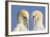 Pair of Gannets (Morus Bassanus) Mutual Preening, Bass Rock, Firth of Forth, Scotland, UK, June-Peter Cairns-Framed Photographic Print