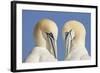 Pair of Gannets (Morus Bassanus) Mutual Preening, Bass Rock, Firth of Forth, Scotland, UK, June-Peter Cairns-Framed Photographic Print