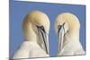 Pair of Gannets (Morus Bassanus) Mutual Preening, Bass Rock, Firth of Forth, Scotland, UK, June-Peter Cairns-Mounted Photographic Print