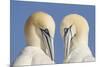 Pair of Gannets (Morus Bassanus) Mutual Preening, Bass Rock, Firth of Forth, Scotland, UK, June-Peter Cairns-Mounted Photographic Print