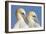 Pair of Gannets (Morus Bassanus) Mutual Preening, Bass Rock, Firth of Forth, Scotland, UK, June-Peter Cairns-Framed Photographic Print