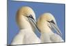 Pair of Gannets (Morus Bassanus) Mutual Preening, Bass Rock, Firth of Forth, Scotland, UK, June-Peter Cairns-Mounted Photographic Print