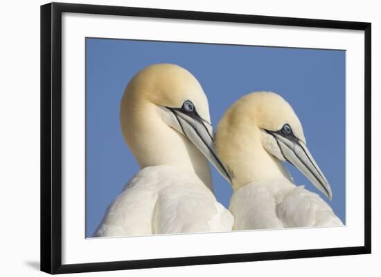 Pair of Gannets (Morus Bassanus) Mutual Preening, Bass Rock, Firth of Forth, Scotland, UK, June-Peter Cairns-Framed Photographic Print