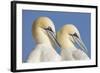 Pair of Gannets (Morus Bassanus) Mutual Preening, Bass Rock, Firth of Forth, Scotland, UK, June-Peter Cairns-Framed Photographic Print