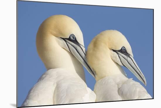 Pair of Gannets (Morus Bassanus) Mutual Preening, Bass Rock, Firth of Forth, Scotland, UK, June-Peter Cairns-Mounted Photographic Print