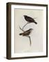 Pair of Geospiza Parvula, Illustration from 'The Zoology of the Voyage of H.M.S. Beagle, 1832-36-Charles Darwin-Framed Giclee Print