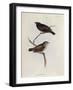 Pair of Geospiza Parvula, Illustration from 'The Zoology of the Voyage of H.M.S. Beagle, 1832-36-Charles Darwin-Framed Giclee Print