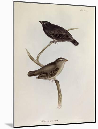 Pair of Geospiza Parvula, Illustration from 'The Zoology of the Voyage of H.M.S. Beagle, 1832-36-Charles Darwin-Mounted Giclee Print