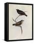 Pair of Geospiza Parvula, Illustration from 'The Zoology of the Voyage of H.M.S. Beagle, 1832-36-Charles Darwin-Framed Stretched Canvas