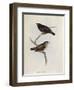 Pair of Geospiza Parvula, Illustration from 'The Zoology of the Voyage of H.M.S. Beagle, 1832-36-Charles Darwin-Framed Giclee Print
