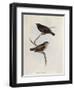 Pair of Geospiza Parvula, Illustration from 'The Zoology of the Voyage of H.M.S. Beagle, 1832-36-Charles Darwin-Framed Giclee Print