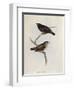 Pair of Geospiza Parvula, Illustration from 'The Zoology of the Voyage of H.M.S. Beagle, 1832-36-Charles Darwin-Framed Giclee Print