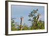 Pair of Giraffes-IrishP-Framed Photographic Print