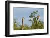 Pair of Giraffes-IrishP-Framed Photographic Print