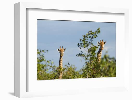 Pair of Giraffes-IrishP-Framed Photographic Print