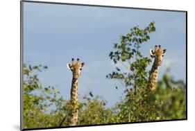 Pair of Giraffes-IrishP-Mounted Photographic Print