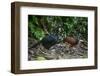 Pair of Great curassow, La Selva Biological Station, Costa Rica-Doug Wechsler-Framed Photographic Print