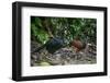 Pair of Great curassow, La Selva Biological Station, Costa Rica-Doug Wechsler-Framed Photographic Print