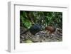 Pair of Great curassow, La Selva Biological Station, Costa Rica-Doug Wechsler-Framed Photographic Print