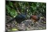 Pair of Great curassow, La Selva Biological Station, Costa Rica-Doug Wechsler-Mounted Photographic Print