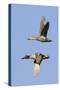 Pair of Green-Winged Teals Flying-Hal Beral-Stretched Canvas