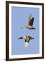 Pair of Green-Winged Teals Flying-Hal Beral-Framed Photographic Print