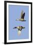 Pair of Green-Winged Teals Flying-Hal Beral-Framed Photographic Print