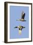 Pair of Green-Winged Teals Flying-Hal Beral-Framed Photographic Print