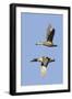 Pair of Green-Winged Teals Flying-Hal Beral-Framed Photographic Print