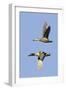 Pair of Green-Winged Teals Flying-Hal Beral-Framed Photographic Print