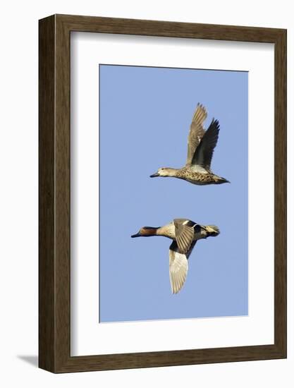 Pair of Green-Winged Teals Flying-Hal Beral-Framed Photographic Print