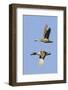 Pair of Green-Winged Teals Flying-Hal Beral-Framed Photographic Print