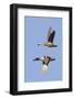 Pair of Green-Winged Teals Flying-Hal Beral-Framed Photographic Print